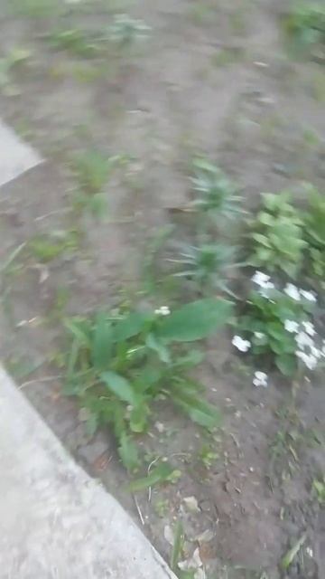 Растения: папоротник, хосты. хризантемы. пионы. ветка актинидии. фиалки. #flowers #nature #цветы смотреть онлайн