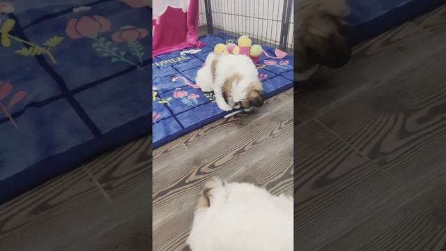 Ши-тцу ♥️ Малыш 2.5 мес смотреть онлайн