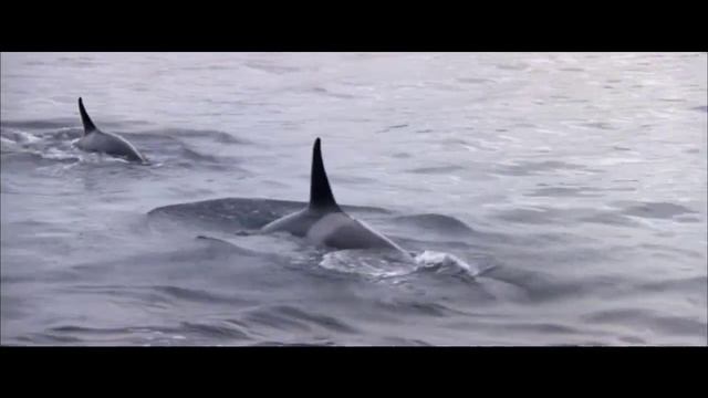 Orca Main Theme (1977) - Ennio Morricone I Orca Original Soundtrack