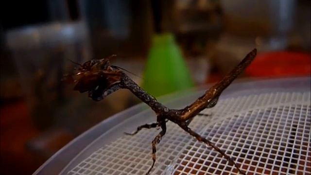 Popa spurca смотреть онлайн