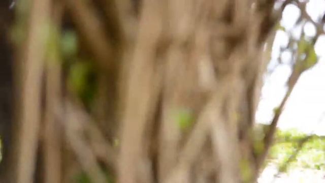 30 лет в работе по найму или свободная жизнь Тайланд 2015