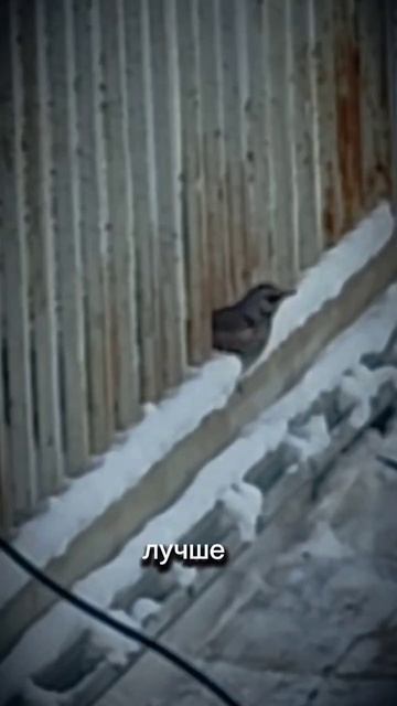 ... Как птичка для полёта 🛫 смотреть онлайн