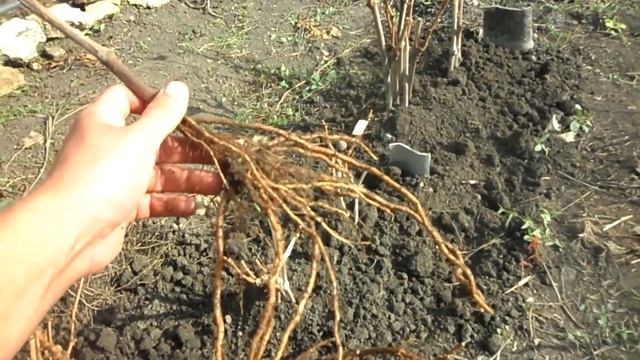 Виноградная школка 2020 смотреть онлайн