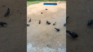 Кормим голубей отравой.