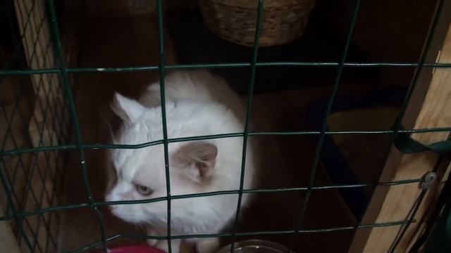 Будни нашего приюта. смотреть онлайн