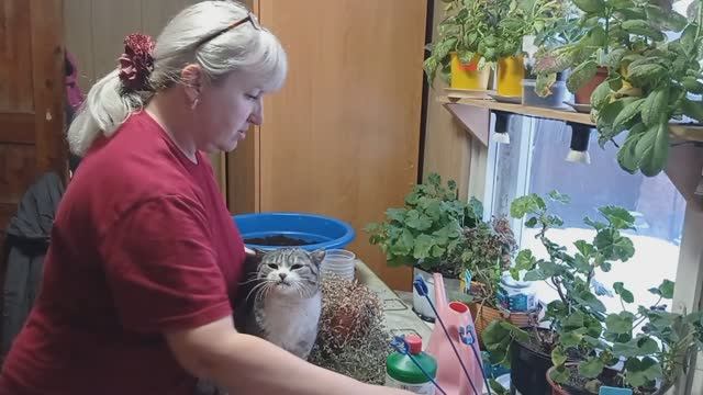 Моя РАССАДА🌱/Черенки. Черенкую КОЛЛИЗИЮ 🍃 смотреть онлайн