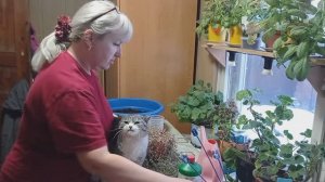 Моя РАССАДА🌱/Черенки. Черенкую КОЛЛИЗИЮ 🍃