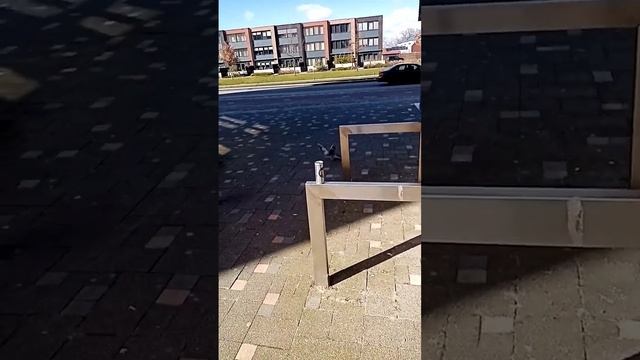 Боевой голубь. смотреть онлайн