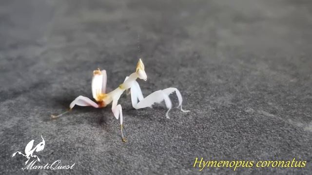 Hymenopus coronatus dance... смотреть онлайн