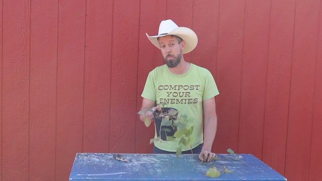 Grow Grocery Store Sweet Potatoes with this One Weird Trick смотреть онлайн