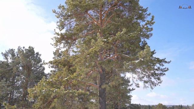 В продаже участок в живописном поселке Уфимка Челябинская область смотреть онлайн