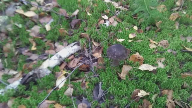 Поход за грибами