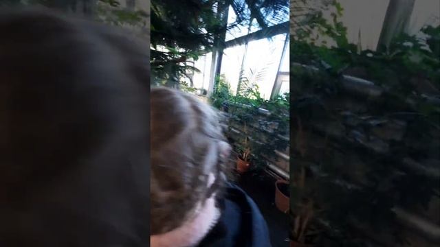 Оранжерея в Ботаническом саду #Калининград #ботаническийсад #Оранжерея 🌳🌲🌴🌵🪴🌿☘️🌱🍀 смотреть онлайн