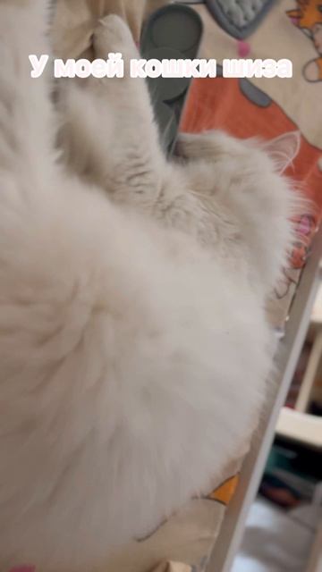 У моей кошки шизофрения 🪿🪿🪿🪿🪿🪿🪿🪿🪿