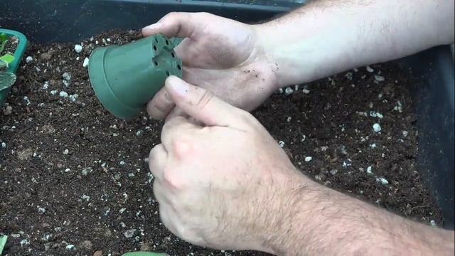 Potting up Streptocarpus leaf cuttings смотреть онлайн