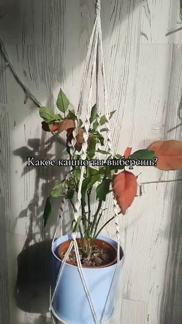 + джутовое кашпо 🤎 смотреть онлайн