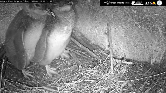 Колония голубых пингвинов Оамару. Oamaru Blue Penguin Colony.