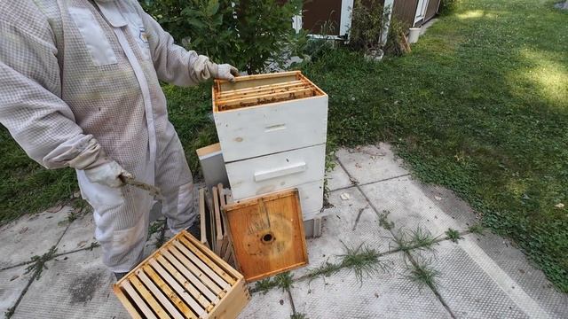 Beekeeping can be frustrating, but worthwhile смотреть онлайн