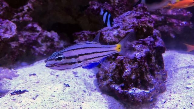ヤライイシモチ　Five-lined cardinalfish　Cheilodipterus quinquelineatus смотреть онлайн