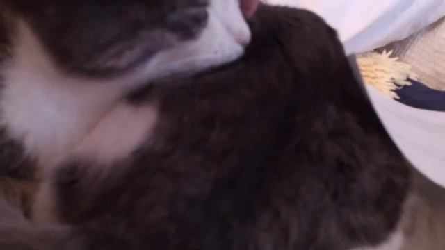 SLEEPY LUANA WITH SEAL BABY смотреть онлайн