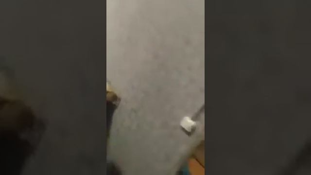 JALABDI QARANG BU FOXISHALAR SHARMANDA QILDI