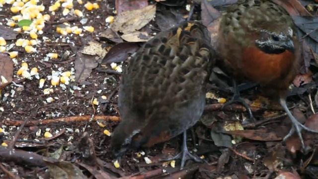 Rufous-breasted Wood-Quail (Odontophorus speciosus) смотреть онлайн