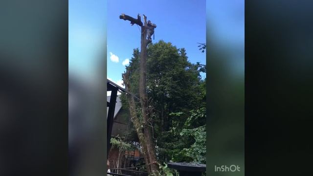 «Экватор» - арбористика! Промышленный альпинизм, опиловка деревьев, Тульская область