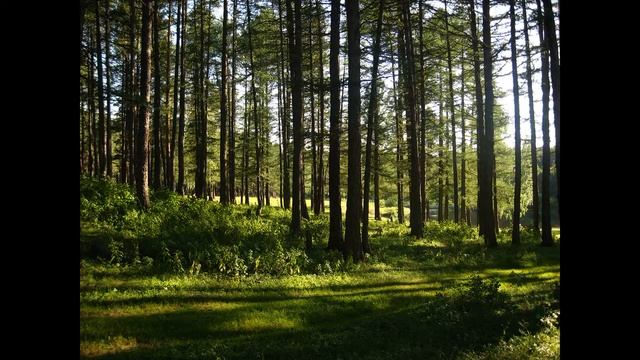 Звуки природы.  Пение лесных птиц. Sounds Of Nature.  #звукиприроды #пениептиц #travel #hiking