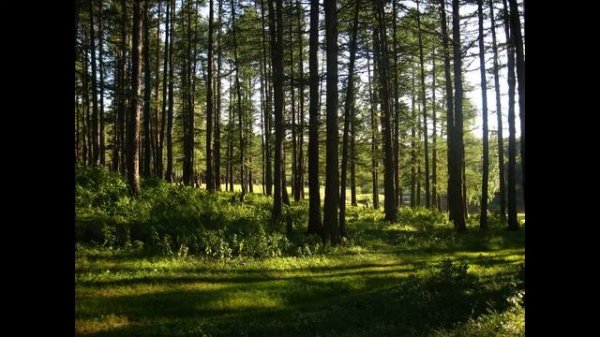 Звуки природы. Пение лесных птиц. Sounds of nature. #звукиприроды #пениептиц #travel #hiking