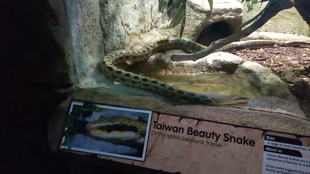 Taiwan beauty snake crawling смотреть онлайн