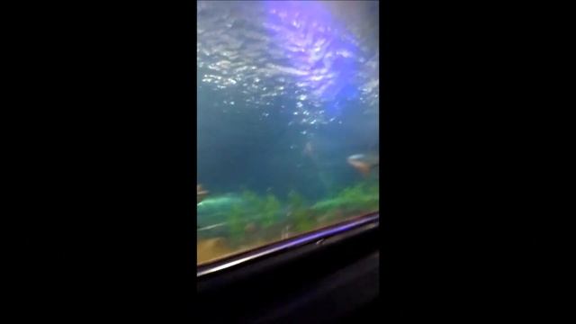 Винперл часть 2 смотреть онлайн