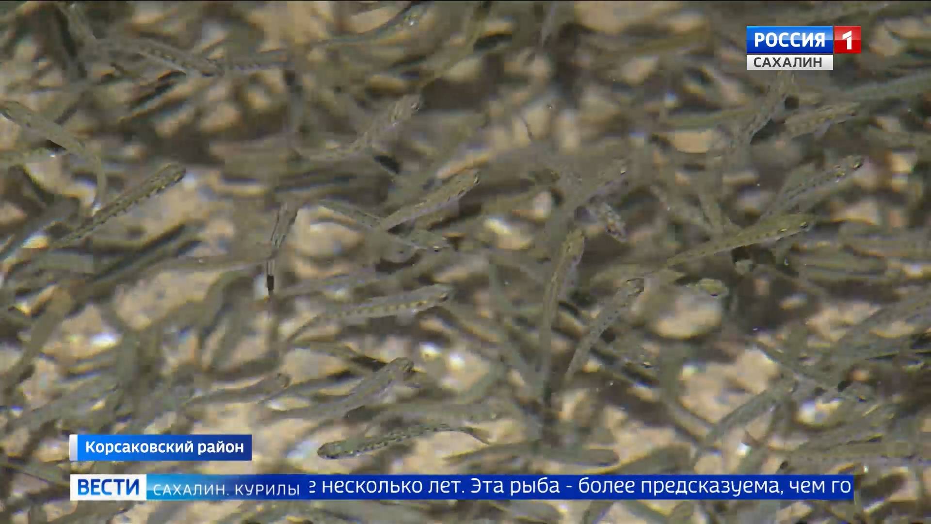 "Вести. Сахалин. Курилы". 13 марта 2025 года смотреть онлайн