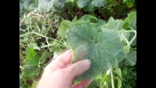 Как выращивать огурцы в сыром климате. How to grow cucumbers in a damp climate. смотреть онлайн