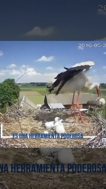 Cigueña arroja a su cría al barranco смотреть онлайн