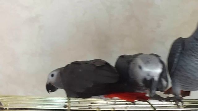 Птенцы жако - Жора, Стёпка, Мартин