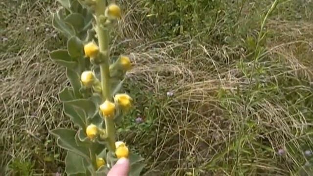 Foraging Edible Plants - Mullein | Wild Food смотреть онлайн