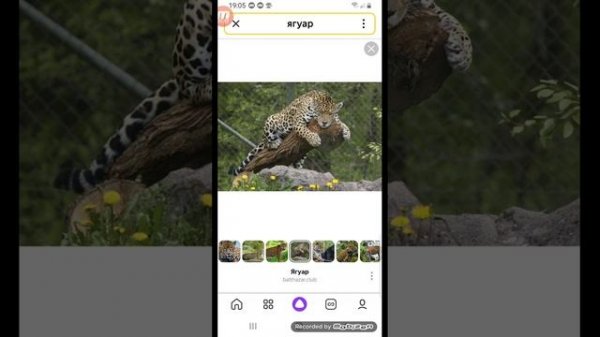 ягуар против крокодила кайман