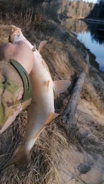 Первый выход 2023 за Вимбой. Река Гауя. LV