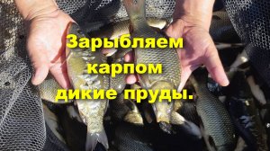 Зарыбление Диких прудов карпом! #карп #зарыбление #белыйамур #толстолобик #рыбалка