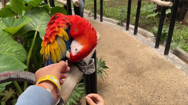 Alesha Jasmine Asyik Main ke Kandang Burung di Lembang Park & Zoo смотреть онлайн