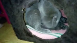 РОЖДЕНИЕ БРИТАНСКИХ КОТЯТ || МАЛЕНЬКИЕ КОТЯТА