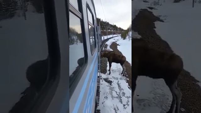 Лось не пропускает поезд смотреть онлайн