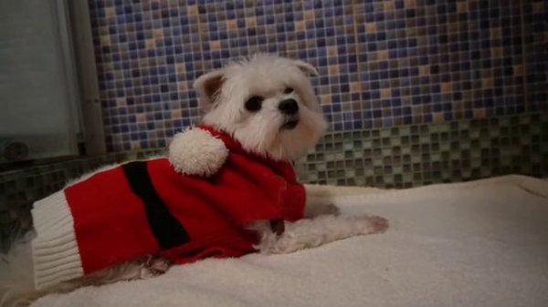 Кинито пет ( перезалив)