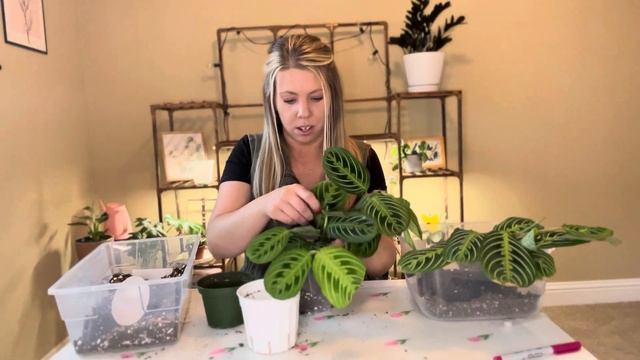 Chatty Maranta Lemon Lime Repot And Care Tips 🪴 #plantcare