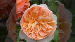 Срезочные розы- характеристика : Джульетта/Juliet (David C. H. Austin 2006) #rosé #garden #juliette