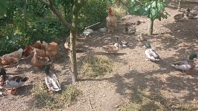 Делаю экскурсию по двору у родственников. Показываю курей, уток и гусей. часть 7. смотреть онлайн
