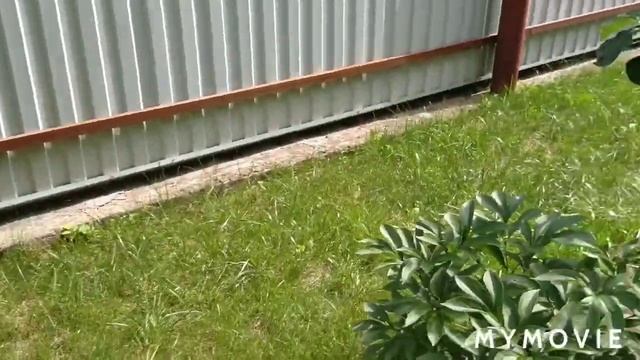 Прошу совета смотреть онлайн