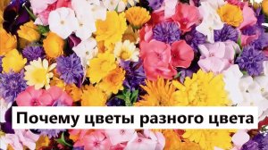 Интересный факт: «Почему цветы имеют разный цвет»