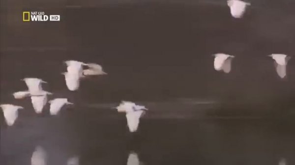 Дикая Калахари   Wild Kalahari 2014 HD