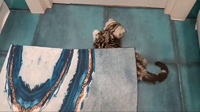 Залезла под коврик